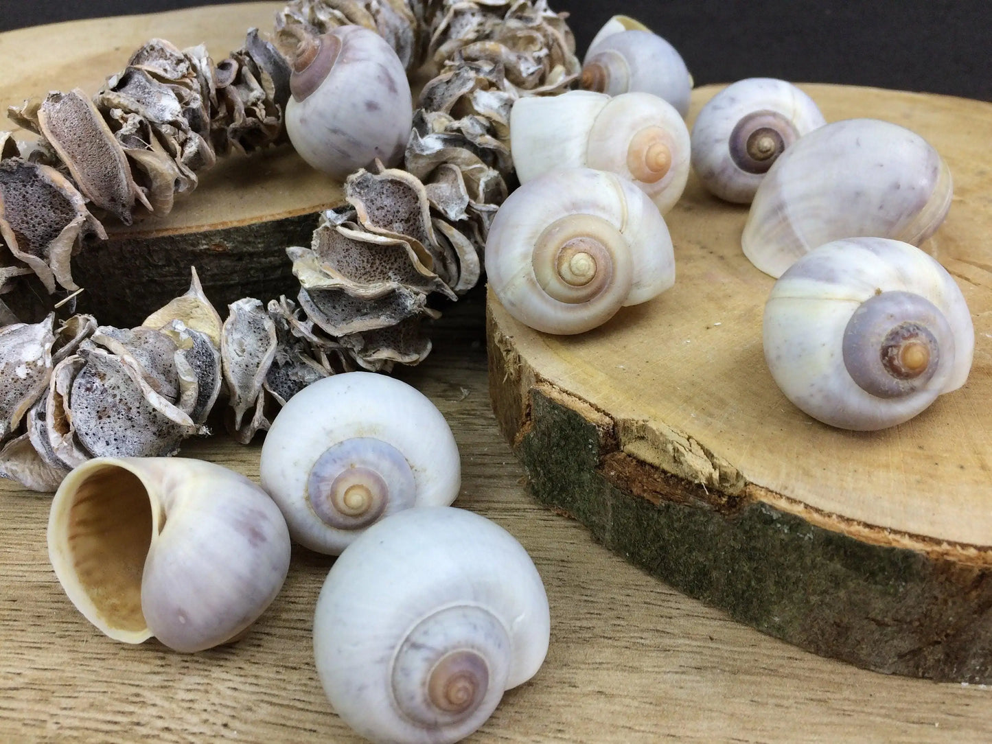 Schneckenhäuser 10 Stück Schnecke Haus Schneckenhaus Herbst herbstlich natürlich getrocknet gekalkt – handgemacht aus Seiden- und Kunstblumen, langlebig & pflegeleicht von SarahsFlowerStudio