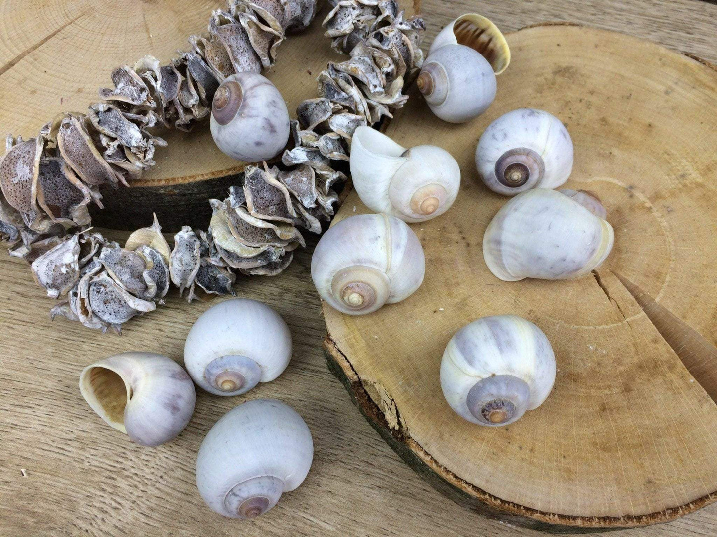 Schneckenhäuser 10 Stück Schnecke Haus Schneckenhaus Herbst herbstlich natürlich getrocknet gekalkt – handgemacht aus Seiden- und Kunstblumen, langlebig & pflegeleicht von SarahsFlowerStudio