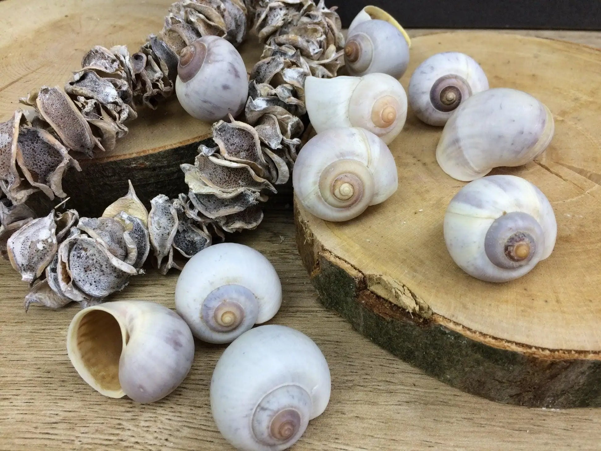 Schneckenhäuser 10 Stück Schnecke Haus Schneckenhaus Herbst herbstlich natürlich getrocknet gekalkt – handgemacht aus Seiden- und Kunstblumen, langlebig & pflegeleicht von SarahsFlowerStudio
