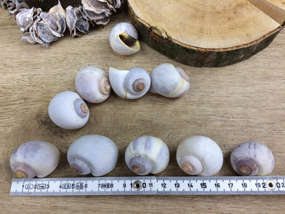 Schneckenhäuser 10 Stück Schnecke Haus Schneckenhaus Herbst herbstlich natürlich getrocknet gekalkt – handgemacht aus Seiden- und Kunstblumen, langlebig & pflegeleicht von SarahsFlowerStudio
