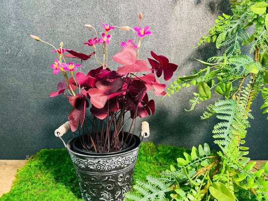 Klee Kleepflanze Glücksklee Dreiblättriger Klee Rot Künstlich Topf Metalltopf Eimer Metalleimer Pflanze Künstlich Kunstblumen Faux Flower – handgemacht aus Seiden- und Kunstblumen, langlebig & pflegeleicht von SarahsFlowerStudio