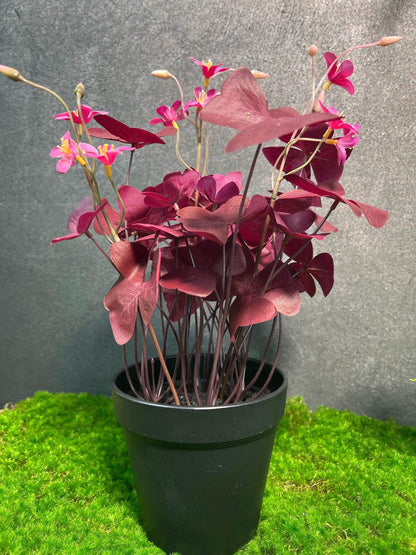 Klee Kleepflanze Glücksklee Dreiblättriger Klee Rot Künstlich Topf Metalltopf Eimer Metalleimer Pflanze Künstlich Kunstblumen Faux Flower – handgemacht aus Seiden- und Kunstblumen, langlebig & pflegeleicht von SarahsFlowerStudio
