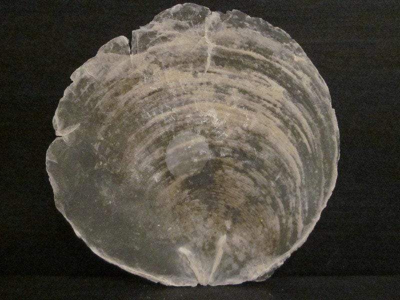15 Capiz Muschel Scheiben 10cm – handgemacht aus Seiden- und Kunstblumen, langlebig & pflegeleicht von SarahsFlowerStudio