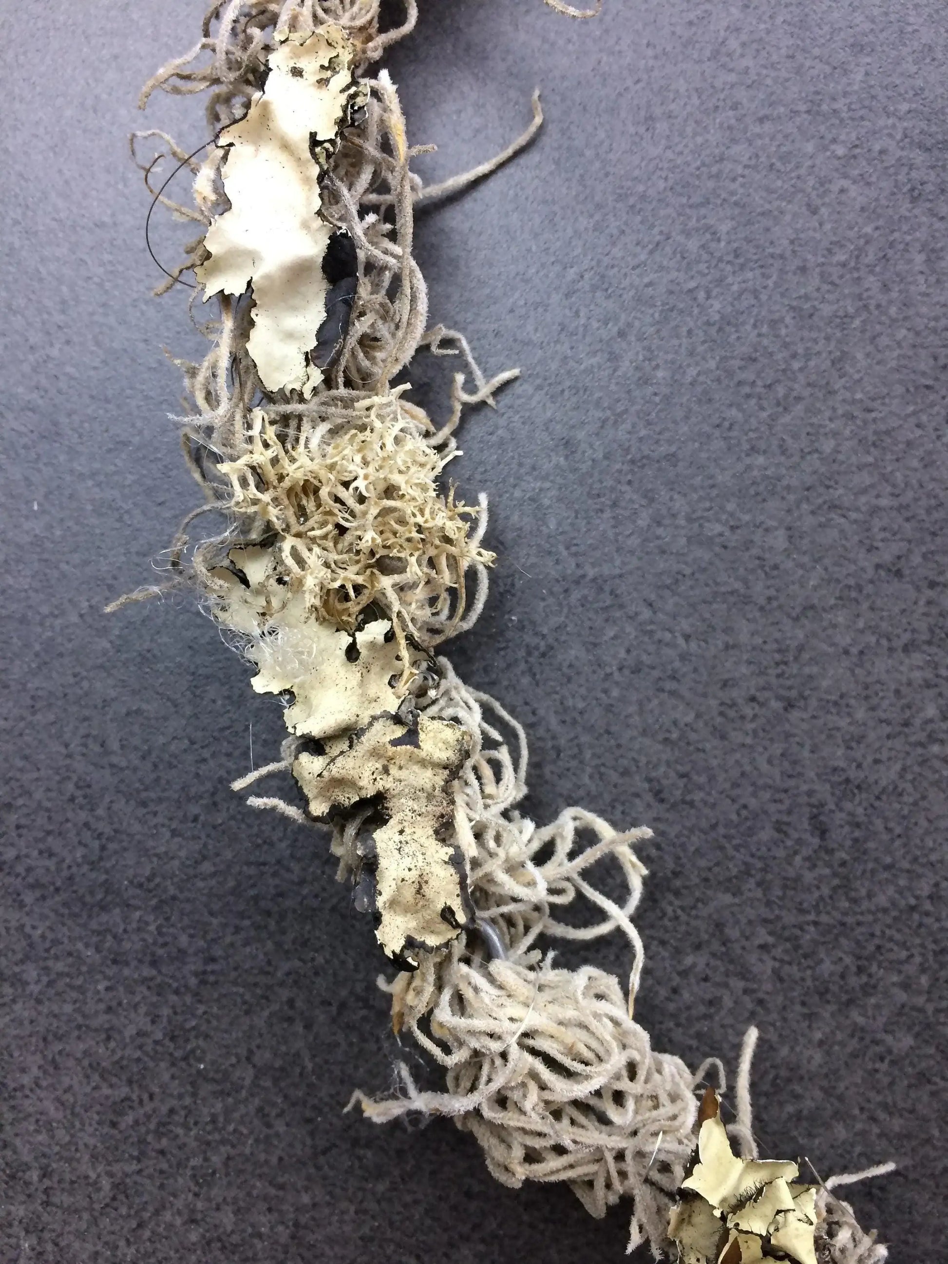 Türkranz Herbst Herbstlich Türschmuck Modern Herz Welcome Wunschgröße ganzjährig Boho Eicheln Filz Natur Moos Skelettblätter Buchecker – handgemacht aus Seiden- und Kunstblumen, langlebig & pflegeleicht von SarahsFlowerStudio