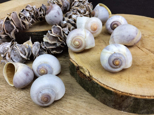 Schneckenhäuser 10 Stück Schnecke Haus Schneckenhaus Herbst herbstlich natürlich getrocknet gekalkt – handgemacht aus Seiden- und Kunstblumen, langlebig & pflegeleicht von SarahsFlowerStudio