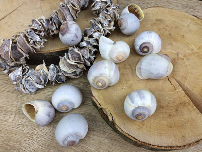 Schneckenhäuser 10 Stück Schnecke Haus Schneckenhaus Herbst herbstlich natürlich getrocknet gekalkt – handgemacht aus Seiden- und Kunstblumen, langlebig & pflegeleicht von SarahsFlowerStudio
