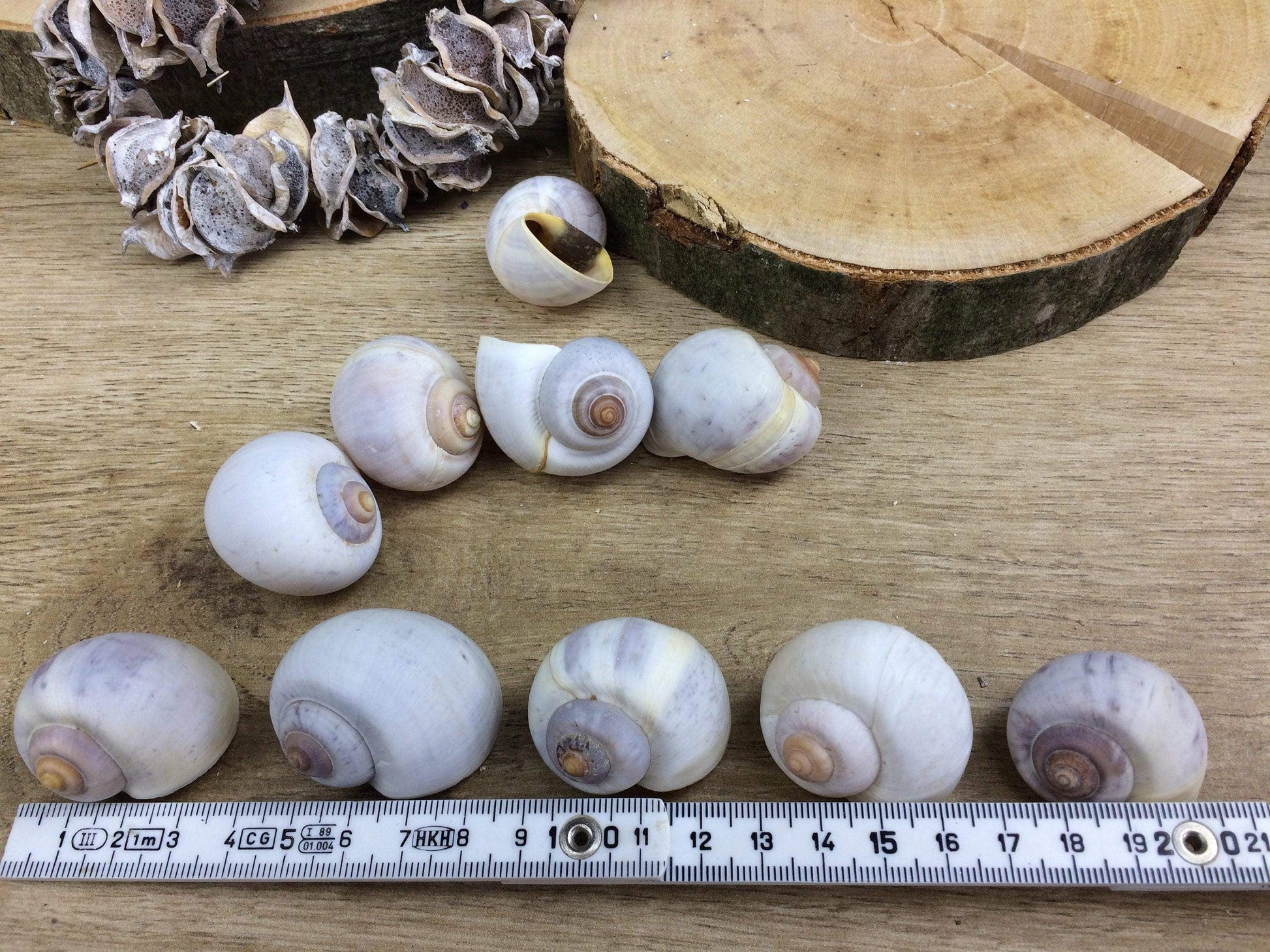Schneckenhäuser 10 Stück Schnecke Haus Schneckenhaus Herbst herbstlich natürlich getrocknet gekalkt – handgemacht aus Seiden- und Kunstblumen, langlebig & pflegeleicht von SarahsFlowerStudio