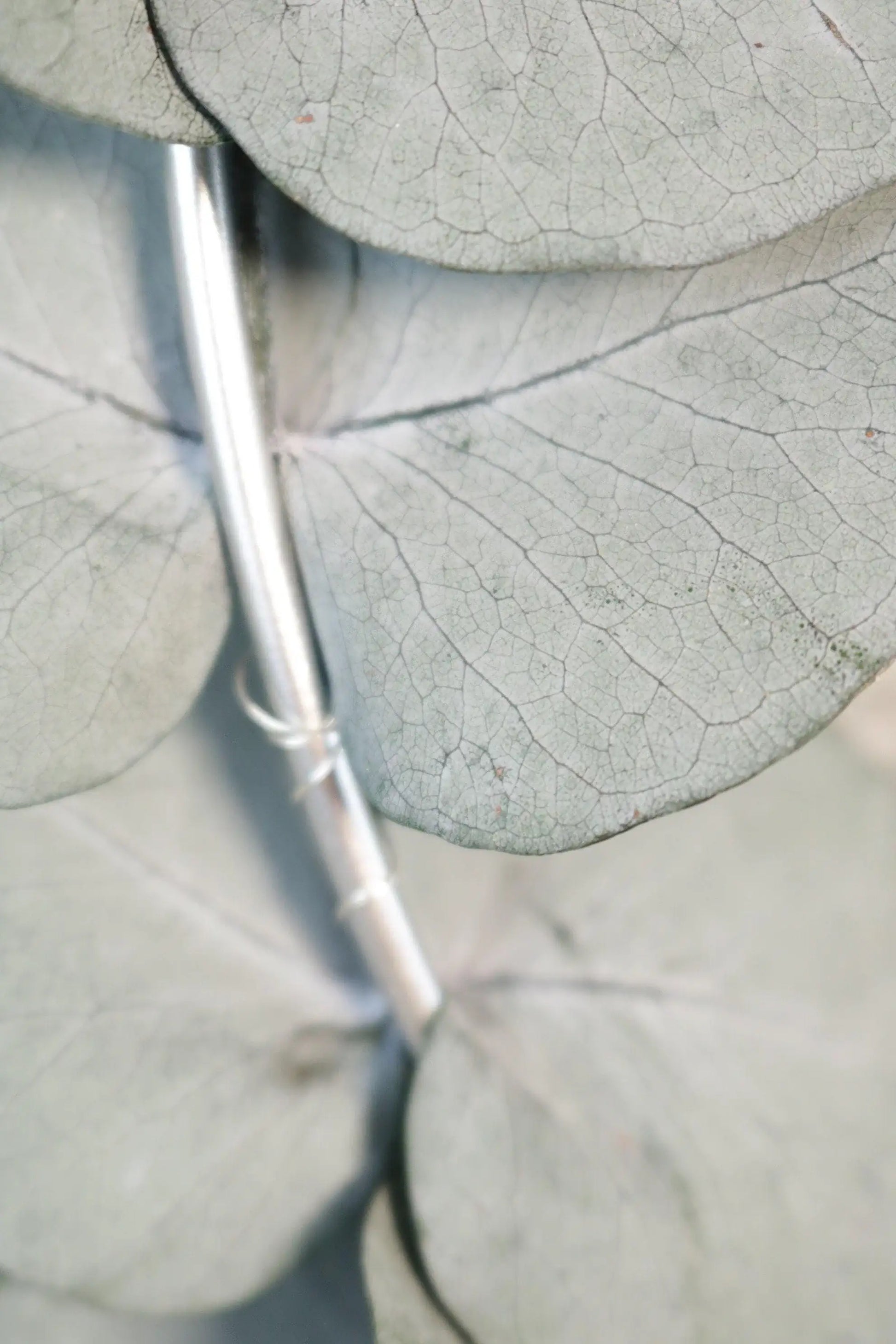 Türkranz Eukalyptus Kranz Ring Wandkranz Trockenblumen Natur Eukalyptus natürlich Hoop Fensterdeko – handgemacht aus Seiden- und Kunstblumen, langlebig & pflegeleicht von SarahsFlowerStudio